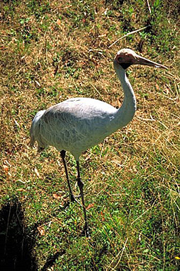 Brolga photo