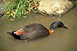 Australian Shelduck photo