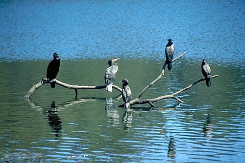 Little Black Cormorants photo