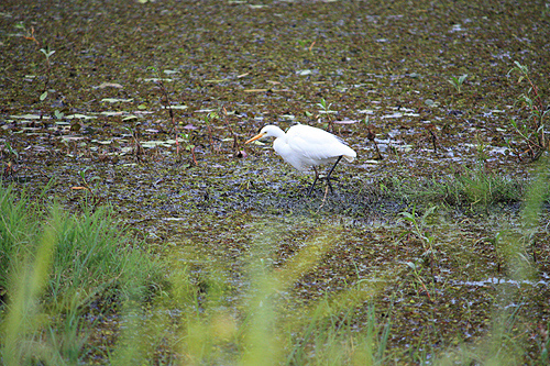 Egret photo