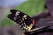 Cairns Birdwing photo