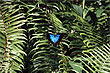 Ulysses Butterfly photo