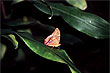 Rock Ringlet photo