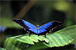 Ulysses Butterfly photo