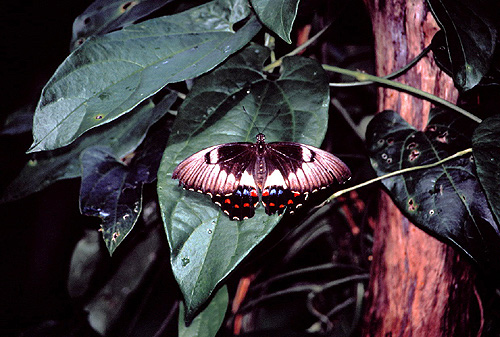 Butterfly photo