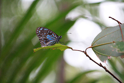 Blue Tiger Butterfly photo