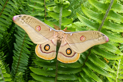 Emperor Gum Moth photo