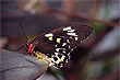 Cairns Birdwing photo