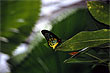 Cairns Birdwing photo