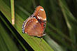 Female Great Eggfly photo