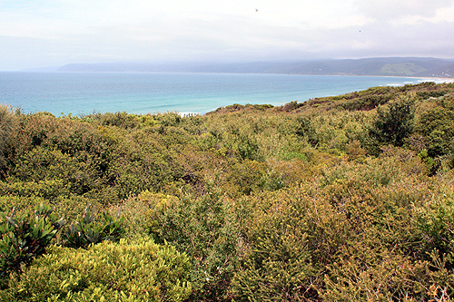 Aireys Inlet Vegetation photo