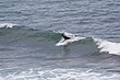 Bells Beach Surfer photo