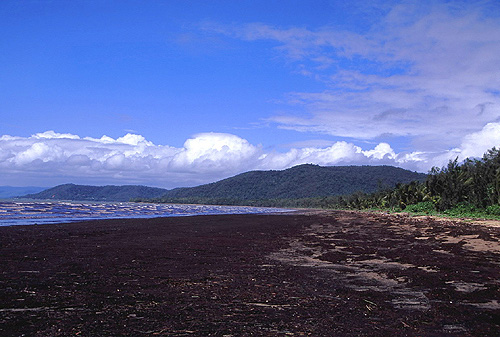 Ellis Beach photo