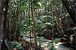Fraser Island Rainforest photo