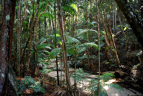 Tropical Rain Forest photo
