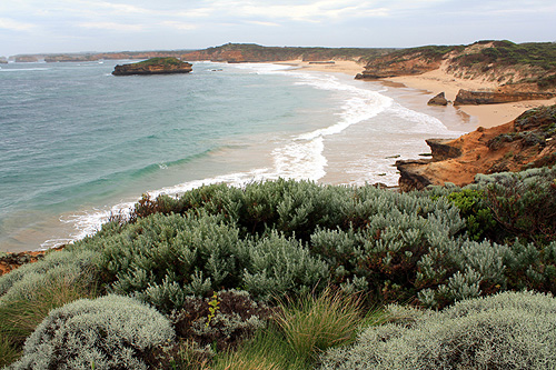 Coastal Flora photo