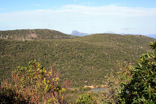 Whitsunday Island Rainforest photo