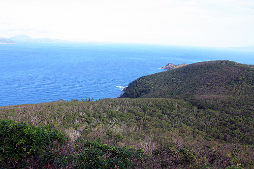 Hamilton Island Bushland photo