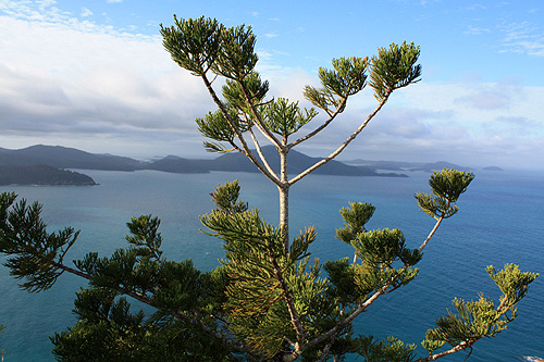 Hoop Pine on Hamilton Island photo