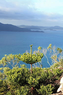 Hoop Pine on Hamilton Island photo