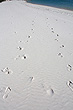 Footprints in the Sand photo