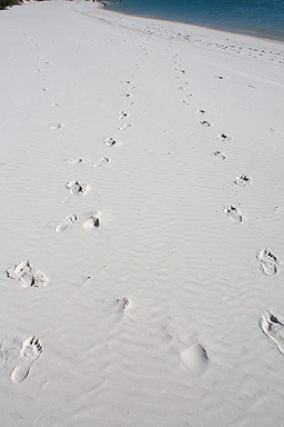 Footprints in silica sand photo