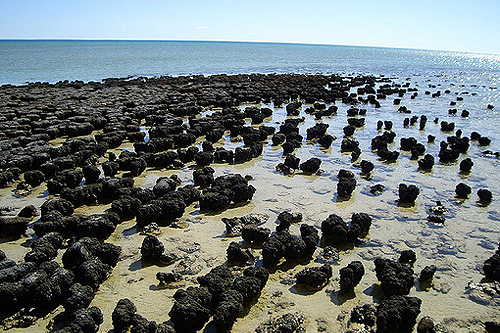 Shark Bay photo