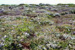 Port Campbell Vegetation photo