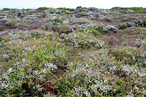 Coastal Vegetation photo