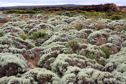 Port Campbell National Park Heathland photo