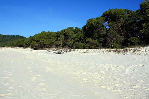 White Sand & Rainforest photo