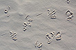 Bird Tracks photo