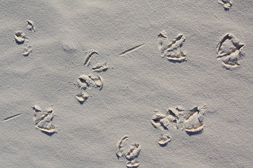 Bird Tracks in the Sand photo
