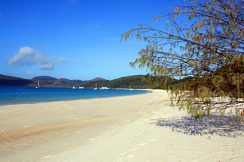 Whitehaven Beach & Overhanging Tree photo