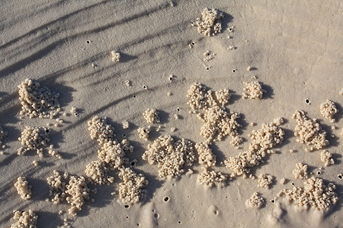 Crab Holes on Whitehaven Beach photo