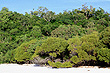 Whitsunday Island Vegetation photo