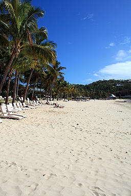 Sandy Beach & Palms Hamilton Island photo