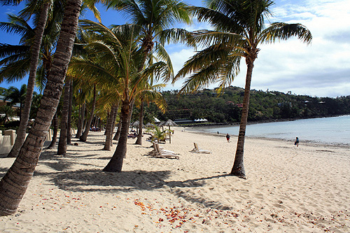 Palm Trees Hamilton Island photo