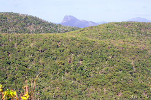 Hamilton Island Bushland photo