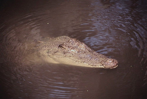 Crocodile photo