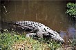 Crocodile photo