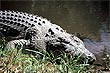 Crocodile photo