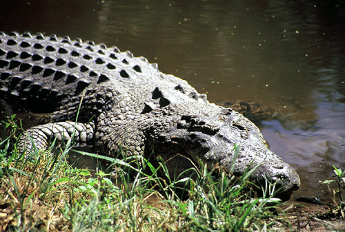 Crocodile photo