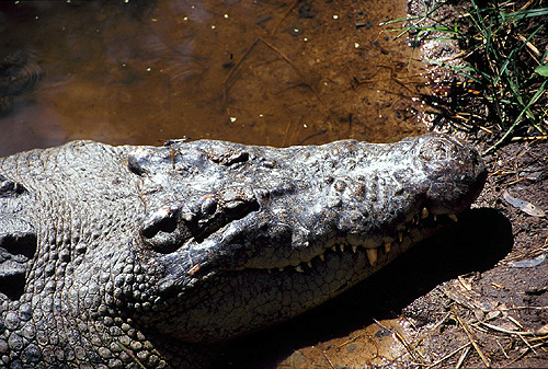 Crocodile photo