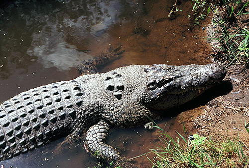 Crocodile photo