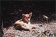 Australian Dingo photo