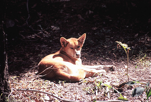 Dingo photo