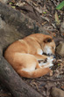 Australian Dingo photo