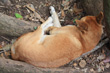 Australian Dingo photo