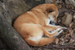 Australian Dingo photo